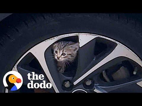 Kitten Stuck In A Car Runs Up To Woman And Asks To Be Rescued #Video