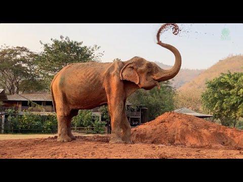 Improvement Of 87 Years Old Elephant SomBoon After Rescued 2 Months At Sanctuary - ElephantNews #Vid