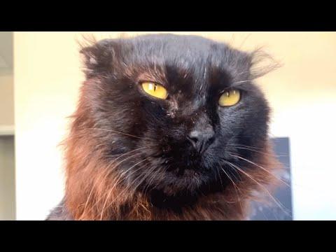 People can't believe this cat is real #Video
