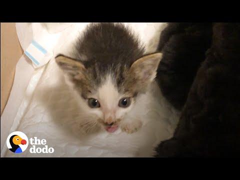 Couple Takes In Two Orphaned Kittens Who Turn Their House Upside Down #Video