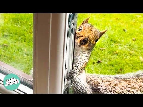 Wild Squirrel Walks on Girl Working From Home And Won't Leave #Video