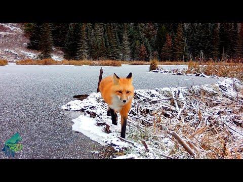 Fascinating footage of wolves and other wildlife in Minnesota #Video