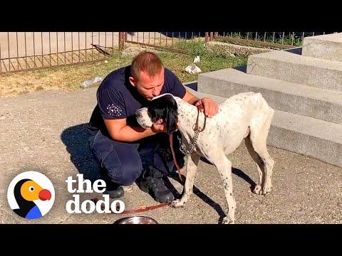 Lonely Dog Was Abandoned At A School #Video