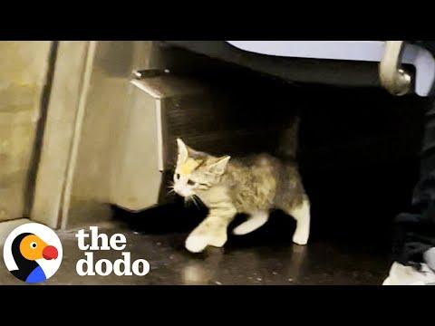 Tiny Stray Kitten Finds Her New Family On A NYC Subway Train #Video