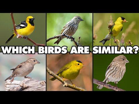 One Great Reason You Should Become an Expert Birdwatcher #Video