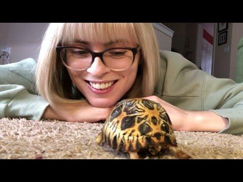 I spent 3 years caring for my soulmate. He was a tortoise. #Video