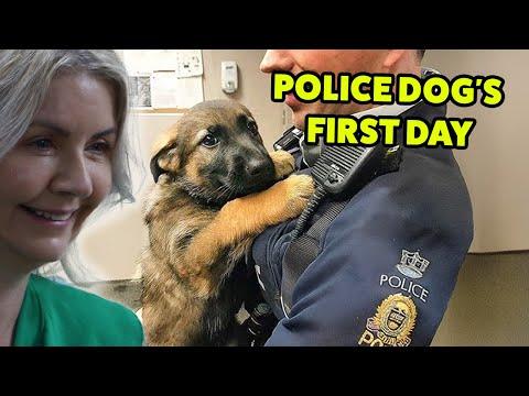 When A Police Dog’s First Day On The Job #Video