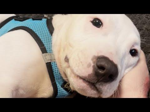 Dog tastes freedom after spending whole life in crate #Video