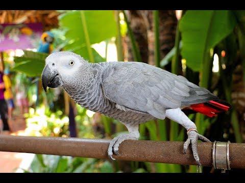Talking Parrot  -  A Funny and Cutest Parrots Talking Compilation