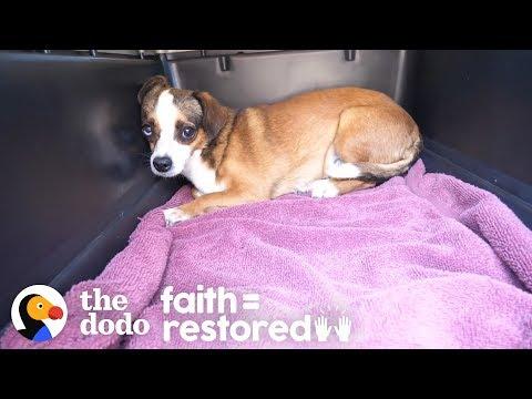 Dog Who Was Shaking For Months Finally Wags Her Tail | The Dodo Faith = Restored