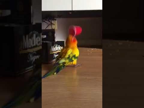 Parrot Vibrates Frantically While Holding Plastic Cup Video