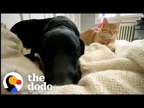 Kittens Choose Awkward Dog To Be Their Big Brother #Video