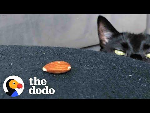 Very 'Scary' Cat Is Obsessed With A Tiny Almond #Video