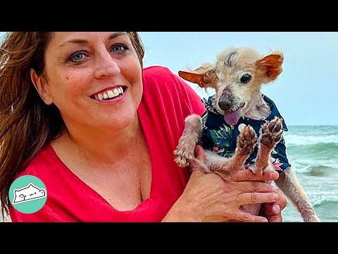Dog Was Found In Bad Shape But True Love Saved Him #Video