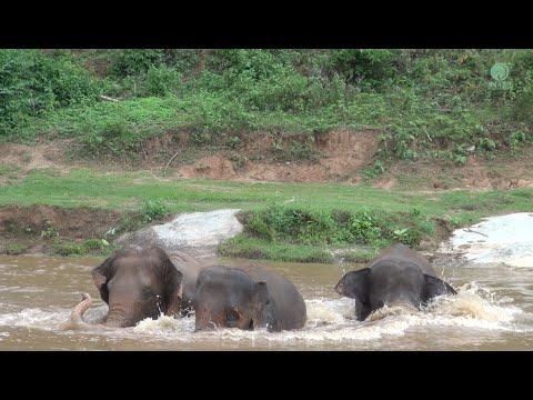 Elephant Kabu Waiting For Children To Talk With Her After Finish In The River - ElephantNews #Video