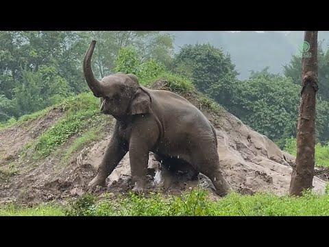 When Rain Meets Joy: Dok Rak’s Playtime - ElephantNews #Video