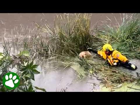 Firefighter saves helpless pup from rising floodwaters #Video
