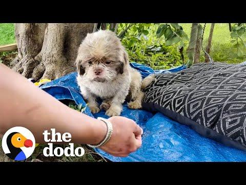 Sad Dog Dumped In Park Is So Relieved To Get Rescued #Video