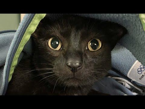 Rescue cat does sweetest thing for papa #Video