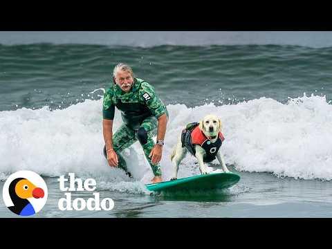 Lab Helps Her Dad Surf Big Waves #Video