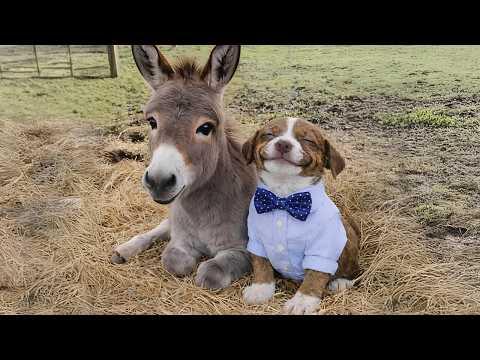 The Cutest Animal Odd Couples You've Ever Seen!