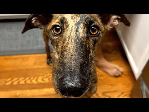 Street dog starts living indoors. Guess the first thing he did. #Video