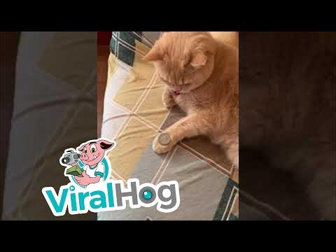 Cat Mimics Owner's Coin Trick Video