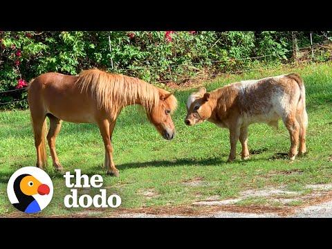 Baby Cow Struggles To Find Friends Until... #Video