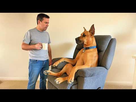 New FUNNY DOGS That Will Make You Die Laughing #Video