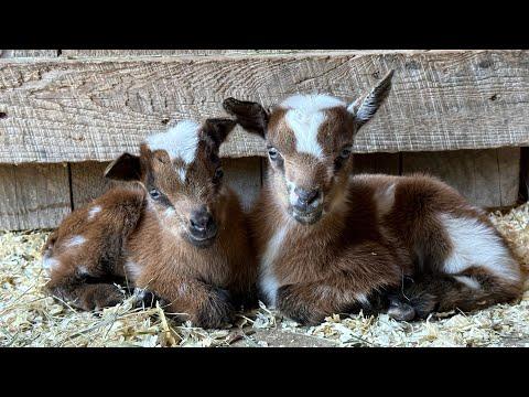Meet Honeysuckle’s Quadruplets! - Sunflower Farm Creamery #Video
