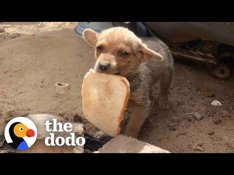 Street Puppy Gets Rescued With A Piece Of Bread #Video