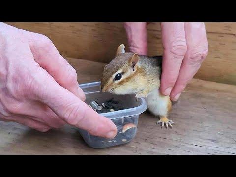 Chipmunk Chucky Knows That She Is Loved #Video