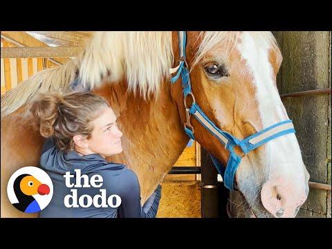 Horse's Hooves Were Basically Flippers Until They Got Trimmed #Video
