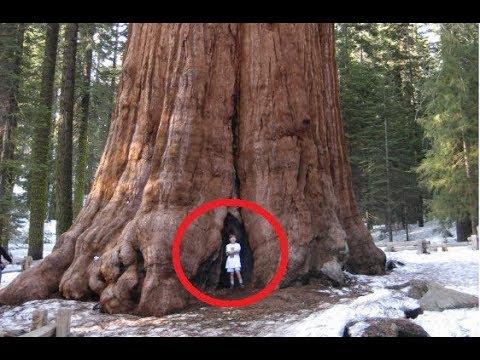 BIGGEST Trees in the World