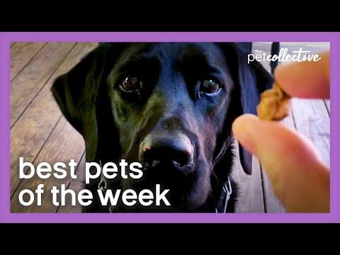 A Very Special Treat Video | Best Pets of the Week