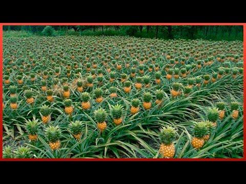 Pineapple Harvesting & Processing | Largest Exotic Fruit Production in the World #Video