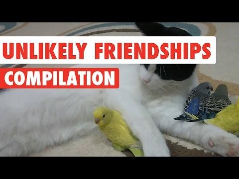 Unlikely Pet Friendships Video Compilation 2017