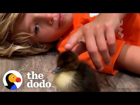 Family Raises Duckling Who Was Rejected By All The Other Ducks #Video
