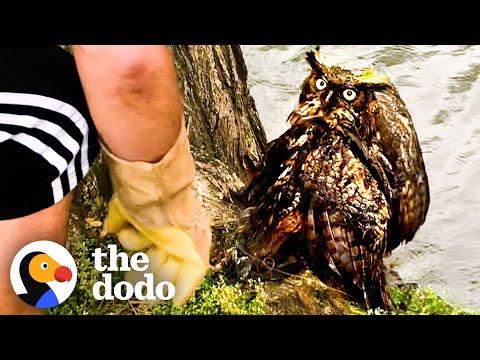 Guy Is So Excited To Release The Owl He Rescued Back To The Wild #Video
