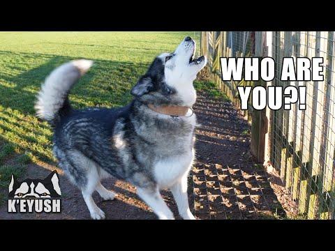 Husky Meets New Puppy For The First Time! #Video