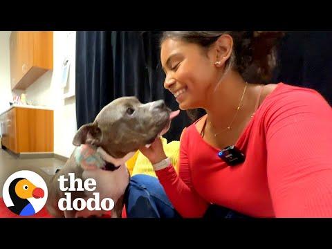 We Transformed The Shelter Into A Movie Theater For A Senior Pittie