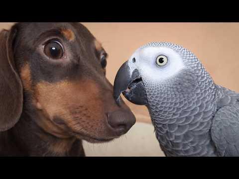 Dog Meets A Talking Parrot… His Reaction #Video