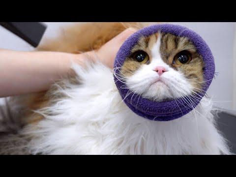 The most adorable cat on the planet #Video