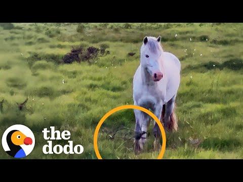 Wild Pony With Leg Stuck In Phone Wire Gets Rescued #Video