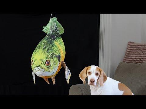 Dog Surprised By Giant Fish: Cute Dog Maymo