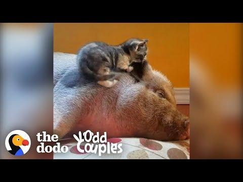 Animals Give the Sweetest Kisses Ever | The Dodo Odd Couples
