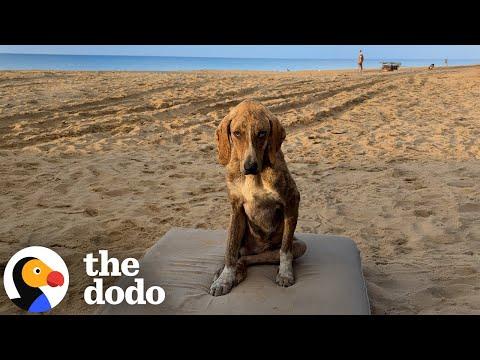 Gentlest Stray Dog Gets A Shed Built Just For Him #Video