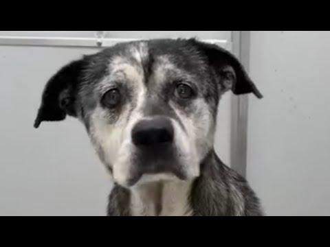 Shy shelter dog wags her tail for first time #Video
