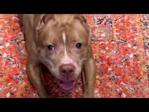 Rescue Pittie Screams Like A Wookie When She's Excited #Video