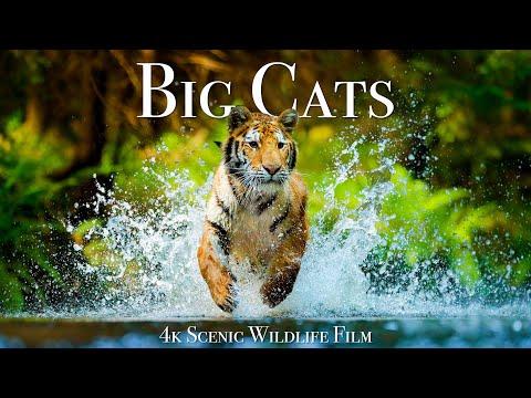 Big Cats Of The World 4K - Scenic Wildlife Film With Inspiring Music #Video